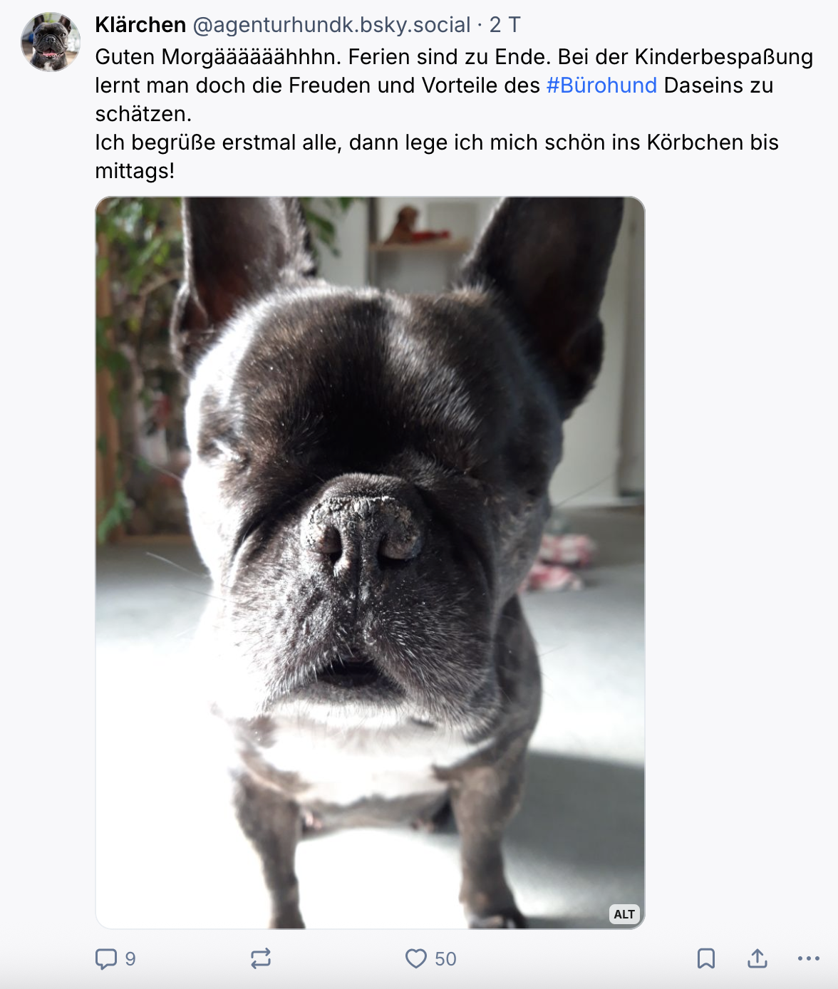 Marketing-Erfolg mit ungewöhnlichen Aktionen: Brand Face Agenturhund